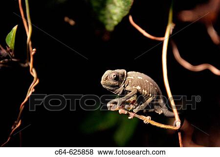 Common Chameleon (Chamaeleo chamaeleon). Cadiz. Andalucia. Spain View Large Photo Image Stock Photo - Common Chameleon (Chamaeleo chamaeleon). Cadiz. Andalucia. Spain. Fotosearch