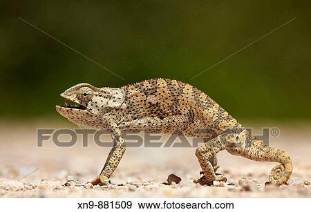 Common Chameleon (Chamaeleo chamaeleon), crossing the gravel road, Opuwo, Kaokoland, Namibia. View Large Photo Image Stock Photo - Common Chameleon (Chamaeleo chamaeleon), crossing the gravel road, Opuwo, Kaokoland, Namibia.. Fotosearch
