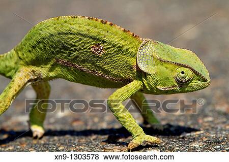Common chameleon Chamaleo chamaeleon, Kruger National Park, South Africa View Large Photo Image Stock Photo - Common chameleon Chamaleo chamaeleon, Kruger National Park, South Africa. Fotosearch
