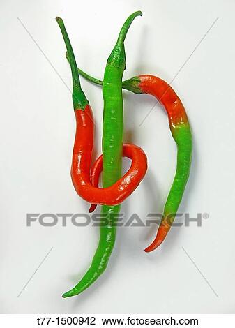 Common Chili, Capsicum annuum, Red & green chilies are linked together View Large Photo Image Stock Image - Common Chili, Capsicum annuum, Red & green chilies are linked together. Fotosearch