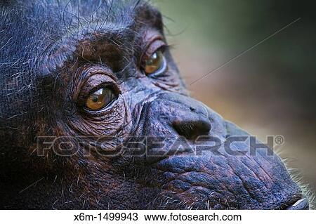 Stock Image - common chimpanzee Pan troglodytes. Fotosearch