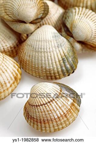 Common Cockle, cerastoderma edule against White Background. View Large Photo Image Stock Photo - Common Cockle, cerastoderma edule against White Background.. Fotosearch