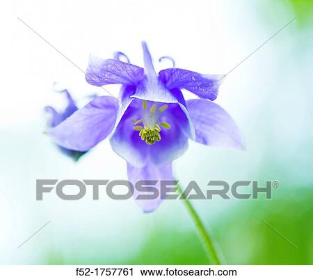 COMMON COLUMBINE Aquilegia vulgaris, Common ColumbineFuentes del Narcea, Degaa e Ibias Natural Park, Asturias, Spain, Europe. View Large Photo Image Stock Image - COMMON COLUMBINE Aquilegia vulgaris, Common ColumbineFuentes del Narcea, Degaa e Ibias Natural Park, Asturias, Spain, Europe.. Fotosearch