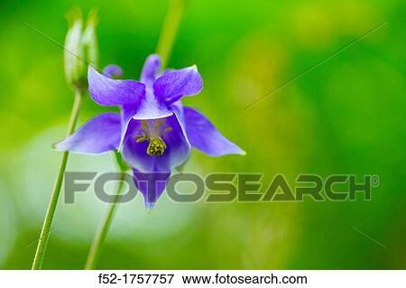COMMON COLUMBINE Aquilegia vulgaris, Common ColumbineFuentes del Narcea, Degaa e Ibias Natural Park, Asturias, Spain, Europe. View Large Photo Image Stock Photo - COMMON COLUMBINE Aquilegia vulgaris, Common ColumbineFuentes del Narcea, Degaa e Ibias Natural Park, Asturias, Spain, Europe.. Fotosearch