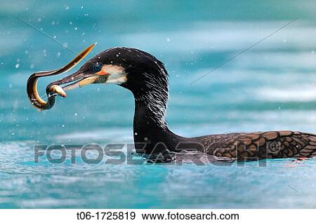 Stock Photo - Common cormoran catching a european eel Phalacrocorax carbo Captive, Alsace, France. Fotosearch