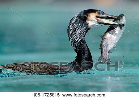 Common cormoran catching a trout Phalacrocorax carbo Captive, Alsace, France View Large Photo Image Stock Photography - Common cormoran catching a trout Phalacrocorax carbo Captive, Alsace, France. Fotosearch