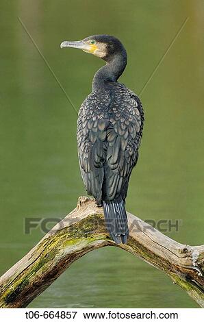 Common cormorant (Phalocrocorax carbo) perched on branch View Large Photo Image Stock Photo - Common cormorant (Phalocrocorax carbo) perched on branch. Fotosearch