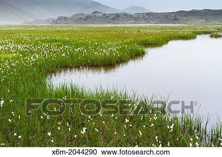 Stock Image - Common cottongrass (Eriophorum angustifolium) in wetlands. Landmannalaugar region. Highlands. Iceland, Europe.. Fotosearch