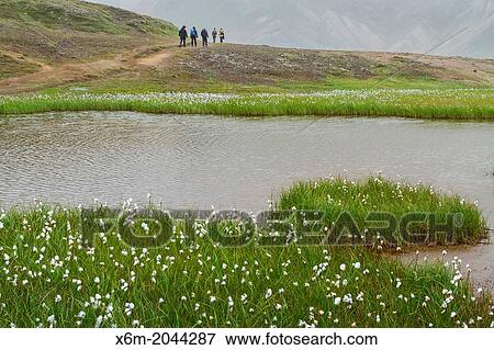 Stock Photo - Common cottongrass (Eriophorum angustifolium) in wetlands. Landmannalaugar region. Highlands. Iceland, Europe.. Fotosearch