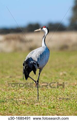 Common crane Grus grus in Salamanca province Castilla y Le? n Spain View Large Photo Image Stock Image - Common crane Grus grus in Salamanca province Castilla y Le? n Spain. Fotosearch