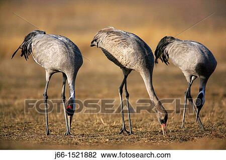 Stock Image - Common Crane (Grus grus) in the wildlife reserve of Gallocanta, Aragon, Spain. Fotosearch
