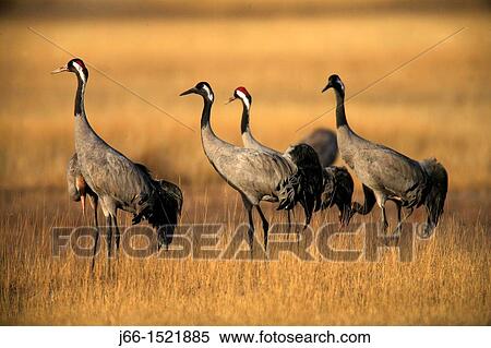 Stock Photography - Common Crane (Grus grus) in the wildlife reserve of Gallocanta, Aragon, Spain. Fotosearch