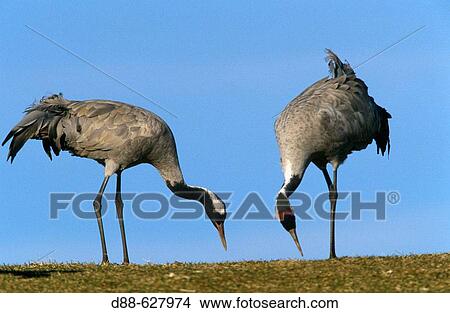 Common Crane (Grus grus) View Large Photo Image Picture - Common Crane (Grus grus). Fotosearch