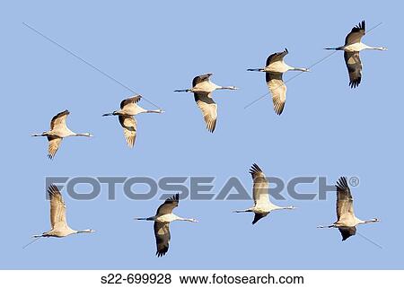 Common Crane (Grus grus). Toledo province, Castilla-la Mancha, Spain View Large Photo Image Stock Photo - Common Crane (Grus grus). Toledo province, Castilla-la Mancha, Spain. Fotosearch