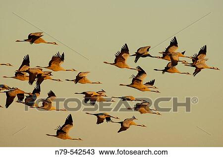 Common Crane (Grus grus). Valle de Alcudia, Ciudad Real, Spain View Large Photo Image Stock Image - Common Crane (Grus grus). Valle de Alcudia, Ciudad Real, Spain. Fotosearch