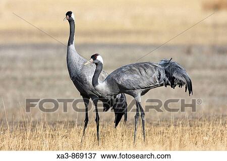 Common cranes, Grus grus, at Gallocanta Aragon, Spain View Large Photo Image Stock Photo - Common cranes, Grus grus, at Gallocanta Aragon, Spain. Fotosearch