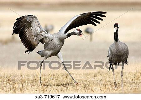 Common Cranes (Grus grus) fighting. Gallocanta, Zaragoza province, Aragon, Spain View Large Photo Image Stock Photo - Common Cranes (Grus grus) fighting. Gallocanta, Zaragoza province, Aragon, Spain. Fotosearch