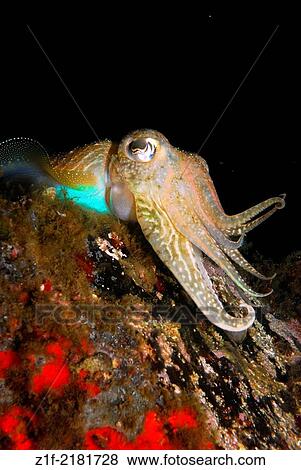 Common cuttlefish trying to catch small fishes by night in Corsica. Sepia officinalis. View Large Photo Image Stock Photo - Common cuttlefish trying to catch small fishes by night in Corsica. Sepia officinalis.. Fotosearch