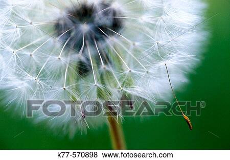 Common Dandelion (Taraxacum officinale). Oland, Sweden View Large Photo Image Stock Photo - Common Dandelion (Taraxacum officinale). Oland, Sweden. Fotosearch