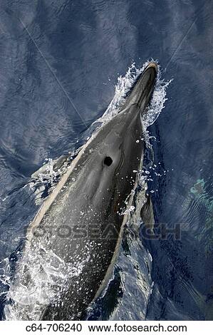 Common Dolphin (Delphinus delphis). Desertas islands. Madeira. Atlantic Ocean. Portugal View Large Photo Image Stock Image - Common Dolphin (Delphinus delphis). Desertas islands. Madeira. Atlantic Ocean. Portugal. Fotosearch