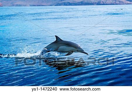 Common Dolphin, delphinus delphis, Adult Leaping, Mexico View Large Photo Image Stock Image - Common Dolphin, delphinus delphis, Adult Leaping, Mexico. Fotosearch