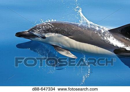 Common Dolphin in the strait of Gibraltar. Delphinus delphis View Large Photo Image Picture - Common Dolphin in the strait of Gibraltar. Delphinus delphis. Fotosearch