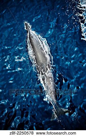 Stock Photo - Common Dolphin, Solomon Islands.. Fotosearch