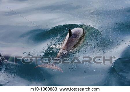 Common Dolphins View Large Photo Image Stock Image - Common Dolphins. Fotosearch