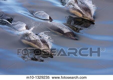 Common Dolphins surfing in the wake in smooth, glassy water View Large Photo Image Stock Photography - Common Dolphins surfing in the wake in smooth, glassy water. Fotosearch