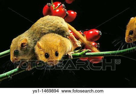 Picture - Common Dormouse, muscardinus avellanarius, Adults standing on Wild Rose Branch. Fotosearch