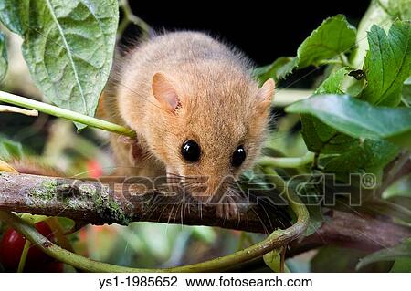 Stock Image - Common Dormouse, muscardinus avellanarius, Adult standing on Branch, Normandy.. Fotosearch