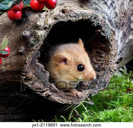 Stock Image - Common Dormouse, muscardinus avellanarius, standing in Nest, Normandy.. Fotosearch