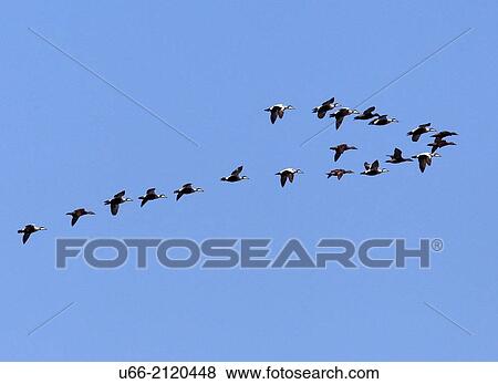 Common eider, migration formation,? land, Sweden View Large Photo Image Stock Photo - Common eider, migration formation,? land, Sweden. Fotosearch