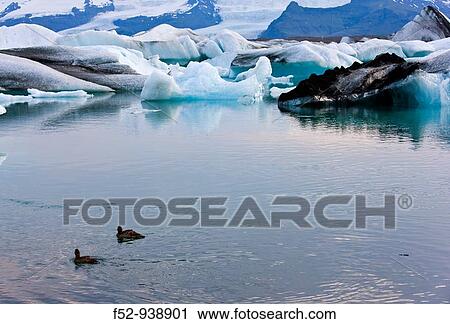 Common Eider (Somateria mollissima). JokulsBrl? n Lagoon, Vatnajokull Glacier. Iceland View Large Photo Image Stock Image - Common Eider (Somateria mollissima). JokulsBrl? n Lagoon, Vatnajokull Glacier. Iceland. Fotosearch
