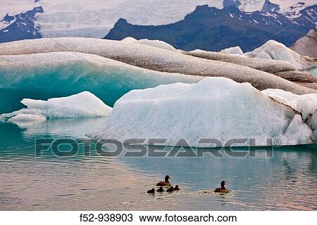 Common eider (Somateria mollissima). JokulsBrl? n Lagoon, Vatnajokull Glacier. Iceland View Large Photo Image Stock Image - Common eider (Somateria mollissima). JokulsBrl? n Lagoon, Vatnajokull Glacier. Iceland. Fotosearch