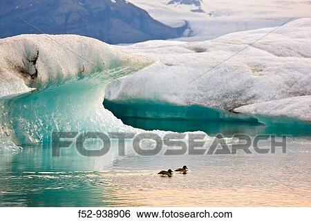 Common eider (Somateria mollissima). JokulsBrl? n Lagoon, Vatnajokull Glacier. Iceland View Large Photo Image Stock Photograph - Common eider (Somateria mollissima). JokulsBrl? n Lagoon, Vatnajokull Glacier. Iceland. Fotosearch