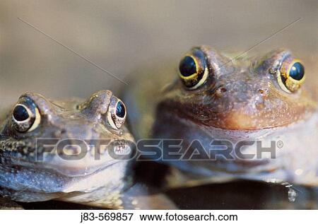 Stock Photo - Common european frog. (Rana temporaria). Saxony, Germany.. Fotosearch
