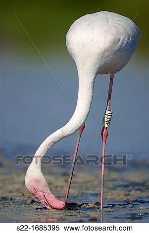 Common Flamingo, Greater Flamingo, Phoenicopterus ruber, Feeding in the mud. View Large Photo Image Stock Photography - Common Flamingo, Greater Flamingo, Phoenicopterus ruber, Feeding in the mud.. Fotosearch