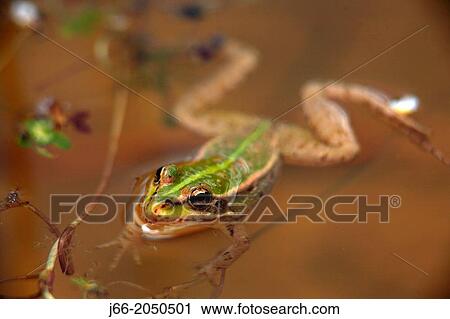 Stock Image - common frog (Rana perezi). in Serran? a de Cuenca.. Fotosearch