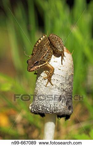 Common frog (Rana temporaria), sitiing on top of Ink cap (Coprinus sp. ), autumn, Franconia, Bavaria View Large Photo Image Stock Photo - Common frog (Rana temporaria), sitiing on top of Ink cap (Coprinus sp. ), autumn, Franconia, Bavaria. Fotosearch