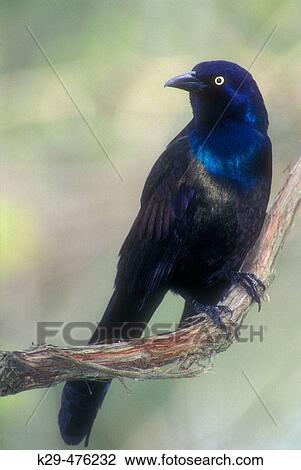 Common grackle (Quiscalus quiscula), adult male in Carolinian woodland. Pt. Pelee NP, Leamington, ON, Canada View Large Photo Image Stock Image - Common grackle (Quiscalus quiscula), adult male in Carolinian woodland. Pt. Pelee NP, Leamington, ON, Canada. Fotosearch