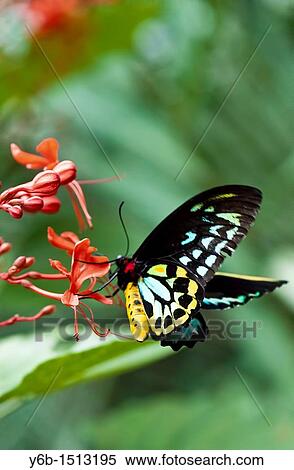 Common Green Birdwing Ornithoptera priamus View Large Photo Image Stock Photography - Common Green Birdwing Ornithoptera priamus. Fotosearch
