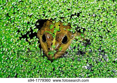 Common green frog Pelophylax perezi in a pond in Mouruas, Orense, Spain View Large Photo Image Stock Image - Common green frog Pelophylax perezi in a pond in Mouruas, Orense, Spain. Fotosearch
