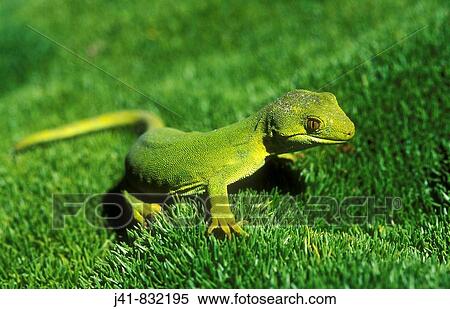Common green gecko Naultinus elegans New Zealand View Large Photo Image Stock Photography - Common green gecko Naultinus elegans New Zealand. Fotosearch