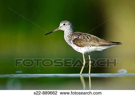 Common Greenshank (Tringa nebularia) View Large Photo Image Stock Image - Common Greenshank (Tringa nebularia). Fotosearch