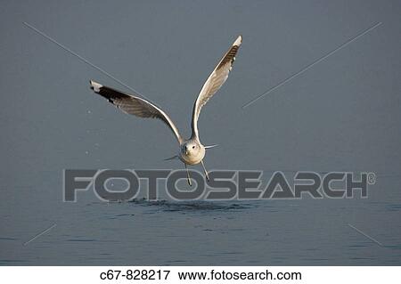 Stock Photo - Common Gull Larus canus Winter Norfolk. Fotosearch