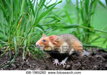 Stock Image - Common hamster (Cricetus cricetus), captive, Alsace, France.. Fotosearch