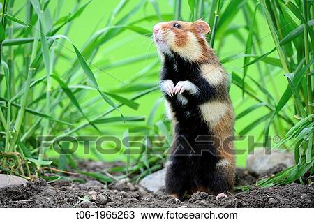 Stock Image - Common hamster (Cricetus cricetus) standing, captive, Alsace, France.. Fotosearch