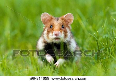 Common hamster (Cricetus cricetus), standing in grass, urban biotope in the city of Vienna, Austria View Large Photo Image Stock Photo - Common hamster (Cricetus cricetus), standing in grass, urban biotope in the city of Vienna, Austria. Fotosearch