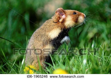 Common hamster (Cricetus cricetus), foraging in a field, captive, Alsace, France. View Large Photo Image Stock Photograph - Common hamster (Cricetus cricetus), foraging in a field, captive, Alsace, France.. Fotosearch
